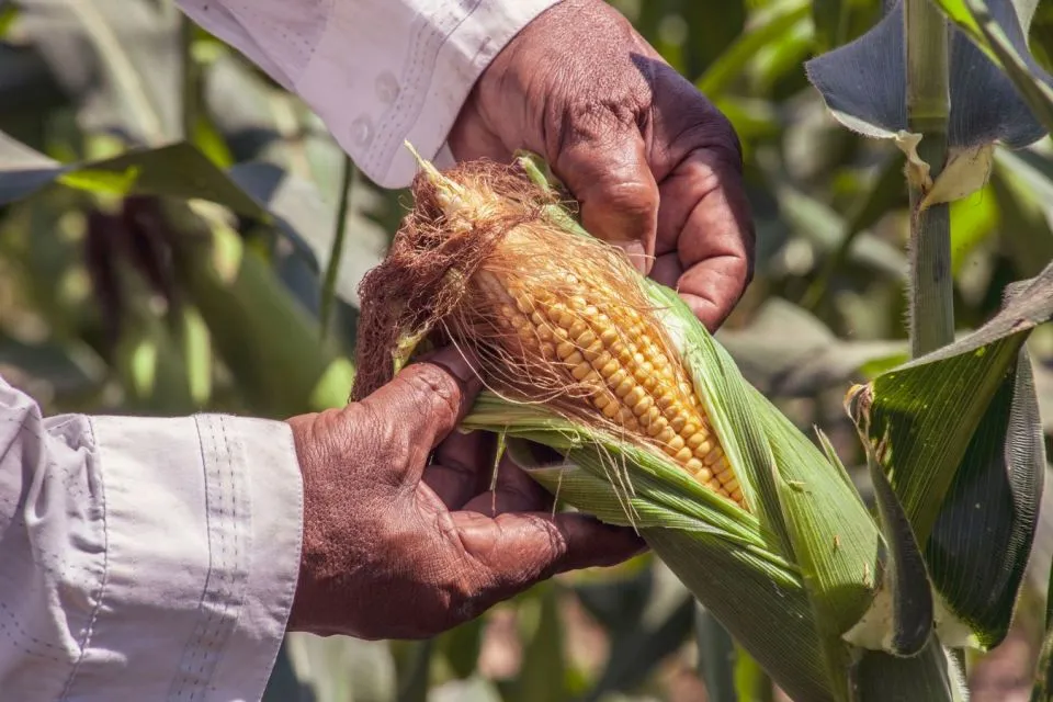 Kalori Jagung Rebus, Punya Nutrisi yang Tinggi 12