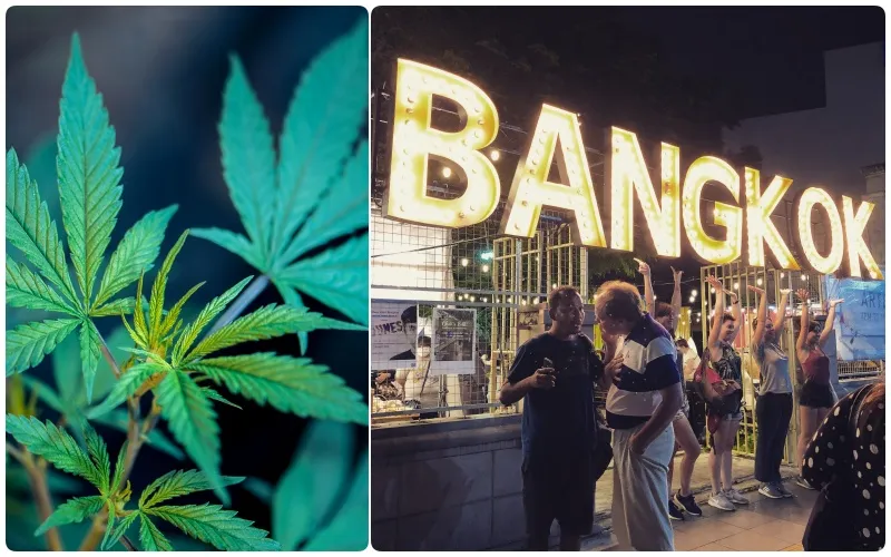 Thailand Ketok Legalisasi Ganja, Jadi yang Pertama di Asia 3 Ganja Thailand