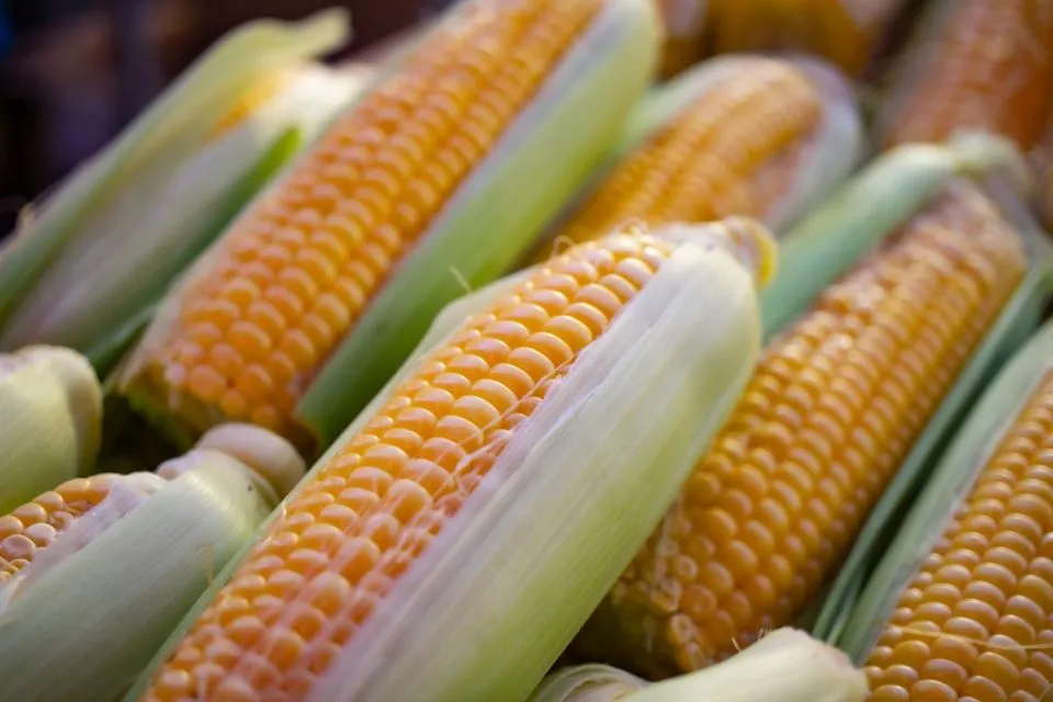 Kalori Jagung Rebus, Punya Nutrisi yang Tinggi 9