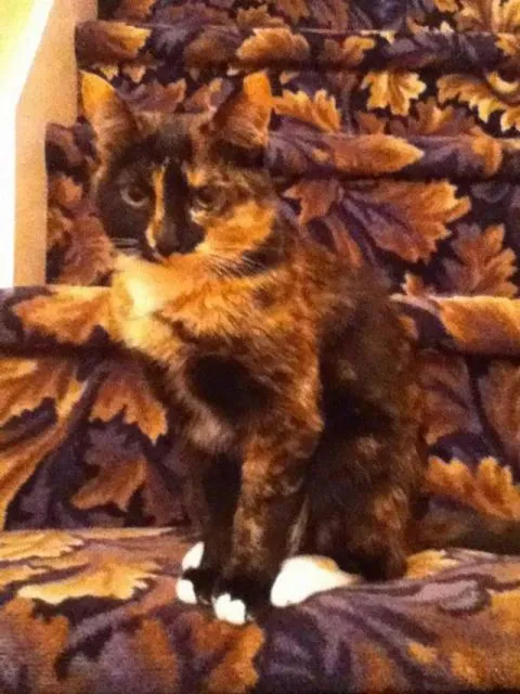 Potret Kocak Kucing Sembunyi, Bukti Kalau Mereka Bisa Kamuflase! 17 Kucing kamuflase
