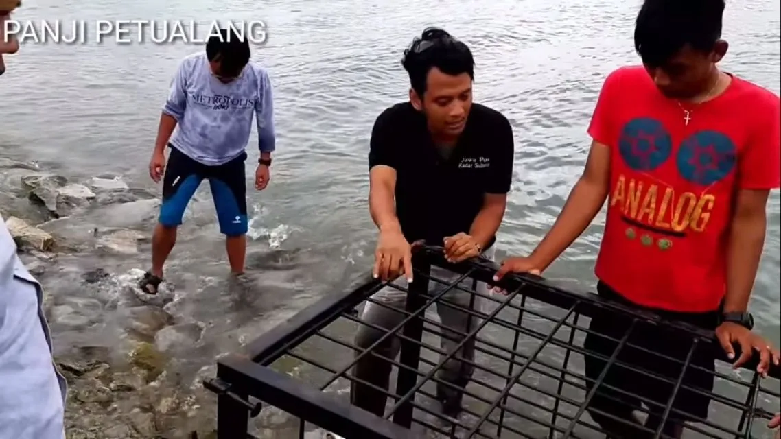 Kisah Penyelamatan Buaya Berkalung Ban di Palu; Butuh Waktu 5 Tahun 3 Upaya penyelamatan buaya berkalung ban