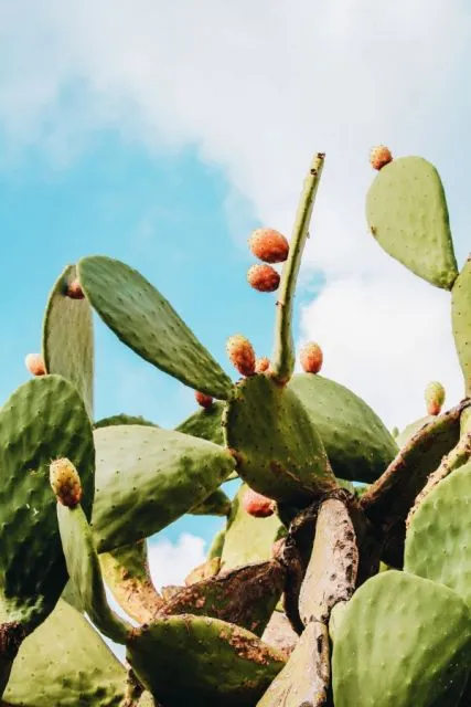 Mengenal Prickly Pear, Kandungan Skincare yang Punya Kemampuan Anti Aging 7 Pricky pear