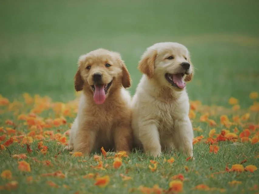 6 Pertimbangan Penting Sebelum Adopsi Hewan. Sama Kayak Punya Anak 12 Dua Anak Anjing