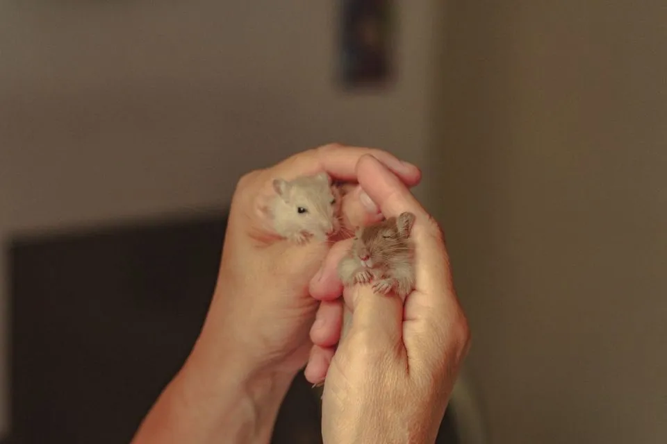 6 Pertimbangan Penting Sebelum Adopsi Hewan. Sama Kayak Punya Anak 9 Seseorang Memegang Hamster