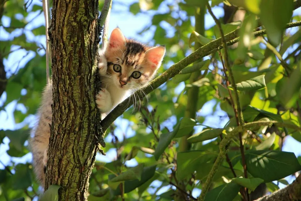 9 Manfaat Lain dari Kapur Barus yang Nggak Cuma Ditaruh di Lemari Baju 6 Kucing di atas pohon