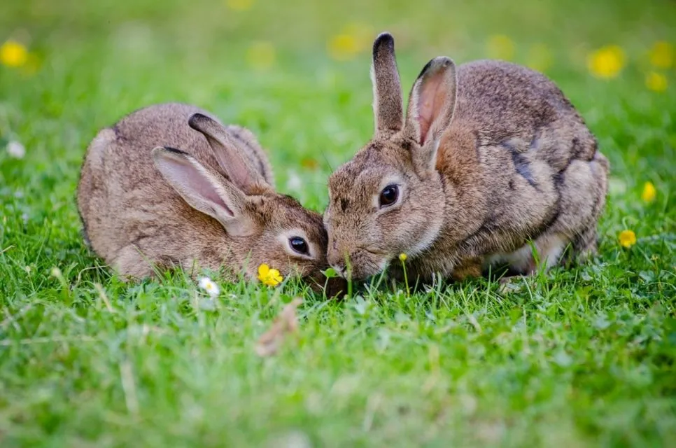 6 Pertimbangan Penting Sebelum Adopsi Hewan. Sama Kayak Punya Anak 10 Dua Kelinci Makan Rumput