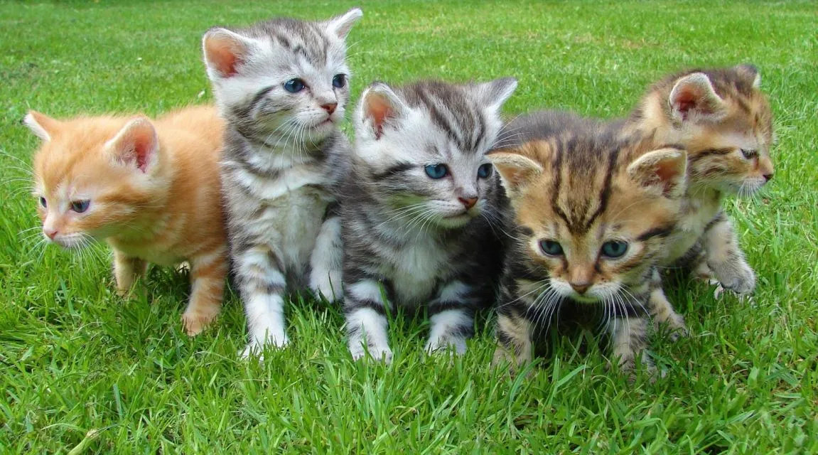6 Pertimbangan Penting Sebelum Adopsi Hewan. Sama Kayak Punya Anak 7 Anak Kucing Aneka Warna