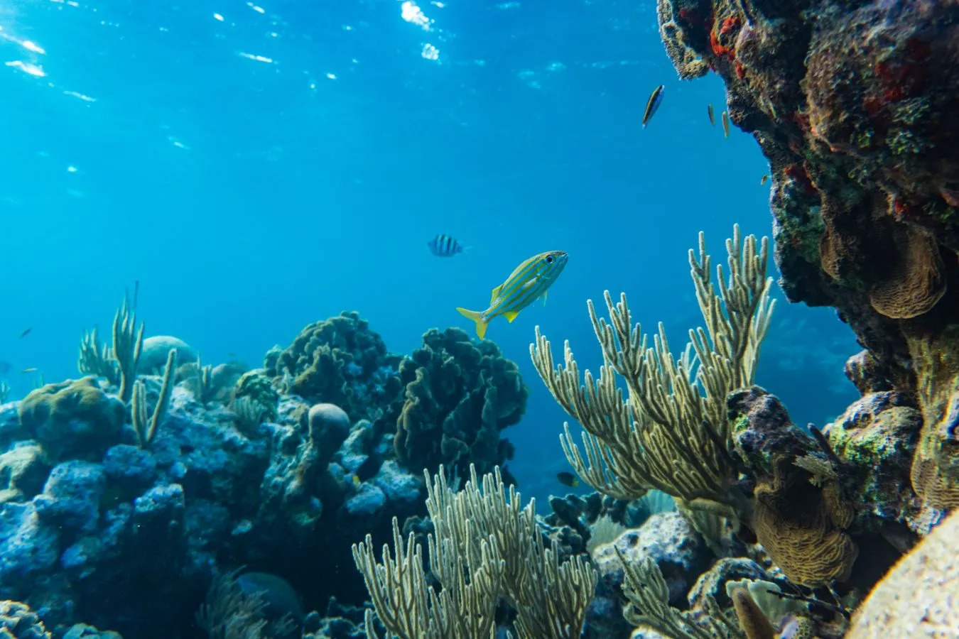 Indonesia Berhasil Menyanding Gelar Negara Terindah di Dunia, Ini Alasannya! 4 Terumbu karang di laut