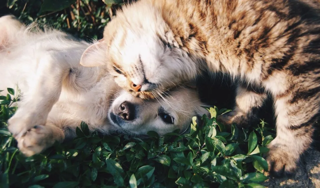 6 Pertimbangan Penting Sebelum Adopsi Hewan. Sama Kayak Punya Anak 8 Kucing dan Anjing