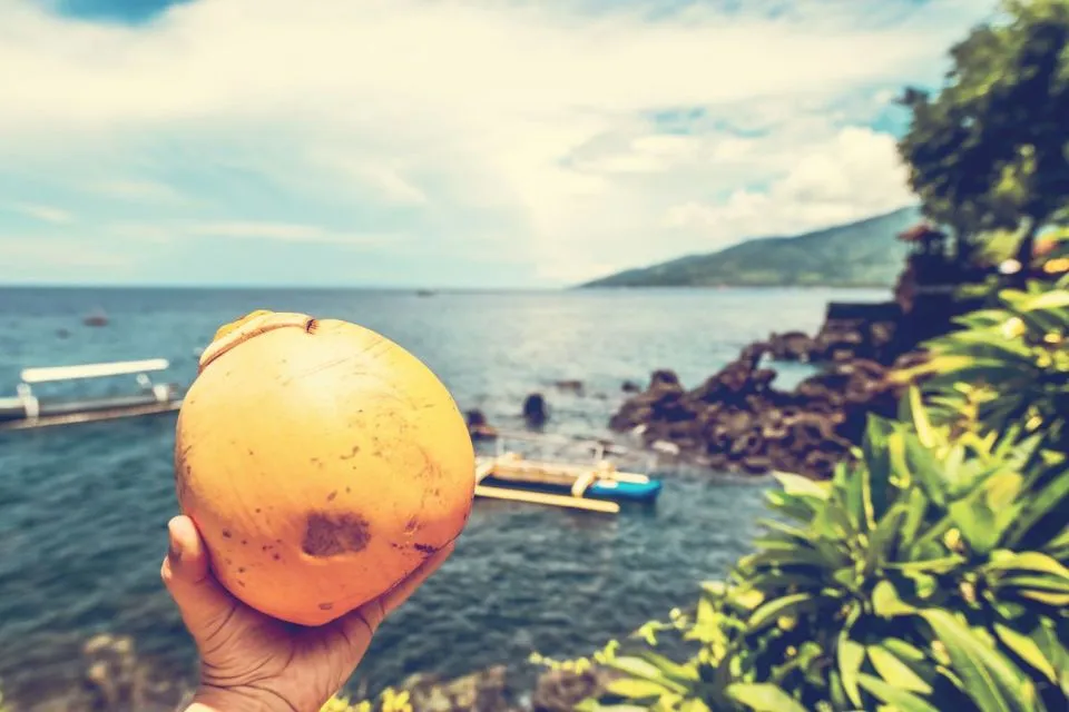 Tips Memilih Kelapa Kopyor yang Segar dan Banyak Dagingnya 12 tips memilih kelapa kopyor