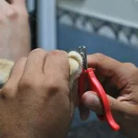 Cara Aman Memotong Kuku Kucing Tanpa Khawatir Melukai dan Bikin Gelisah