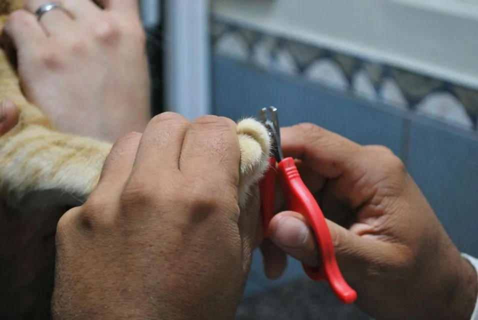 Cara Aman Memotong Kuku Kucing Tanpa Khawatir Melukai dan Bikin Gelisah 5