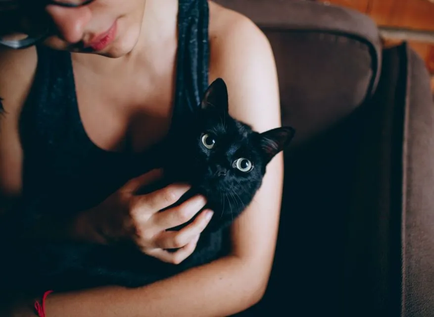 Cara Aman Memotong Kuku Kucing Tanpa Khawatir Melukai dan Bikin Gelisah 4 tips memotong kuku kucing