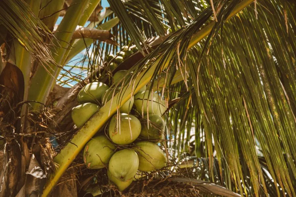 Tips Memilih Kelapa Kopyor yang Segar dan Banyak Dagingnya 15 tips memilih kelapa kopyor