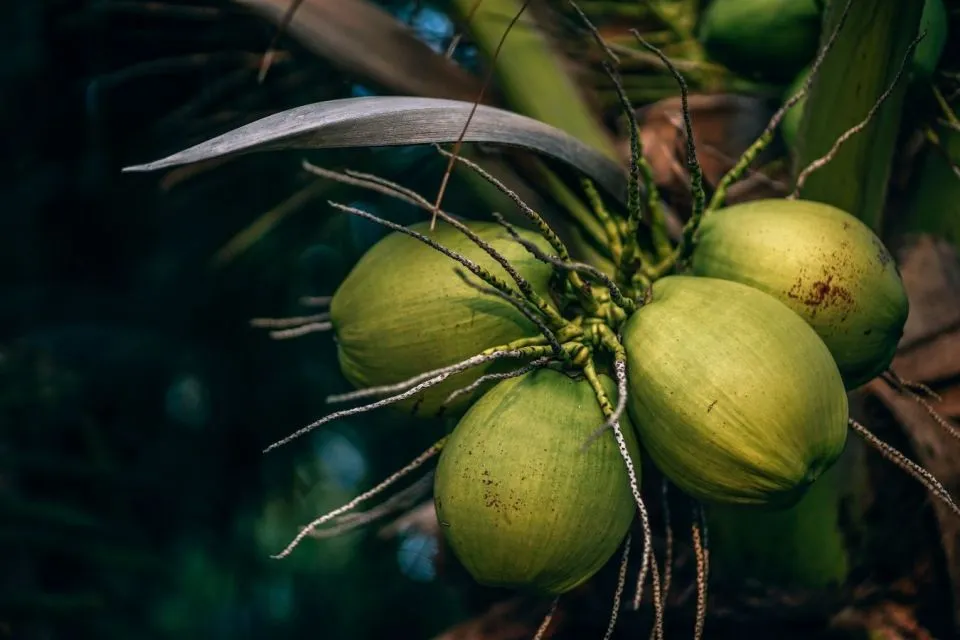 Tips Memilih Kelapa Kopyor yang Segar dan Banyak Dagingnya 19 tips memilih kelapa kopyor