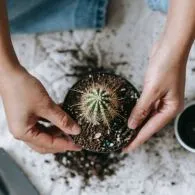 Cara Mudah Menanam Kaktus di Dalam Pot. Cocok untuk Dekorasi Rumah