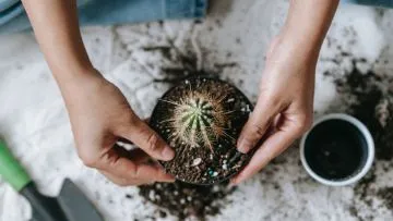 Cara Mudah Menanam Kaktus di Dalam Pot. Cocok untuk Dekorasi Rumah