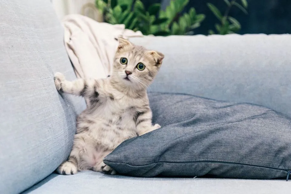 Tips Agar Kucingmu Tidak Berontak Saat Potong Kuku. Ajaklah Bermain! 4 Lakukan di tempat yang disukai kucing