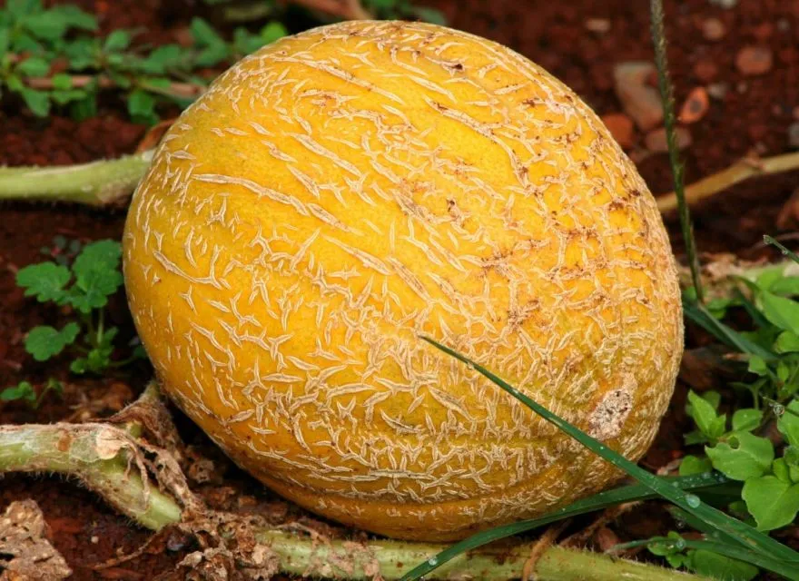 8 Tips Memilih Blewah yang Manis dan Segar. Cocok untuk Teman Takjil 14 Jangan pilih blewah yang masih memiliki batang buah