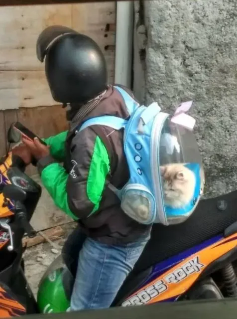 11 Potret Driver Ojol Dapat Orderan Absurd dari Pelanggan. Namanya Juga Berjuang~ 16 Dapat orderan nganterin meong