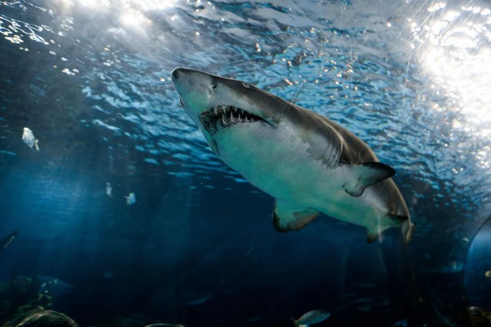 Apa itu Squalane? Kandungan Skincare yang Lagi Naik Daun 6 Squalene berasal dari hati ikan hiu