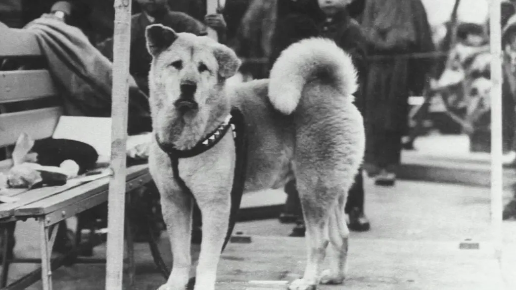 Rekomendasi Film tentang Anjing Tersedih. Siapin Banyak Tisu~ 8 Hachiko