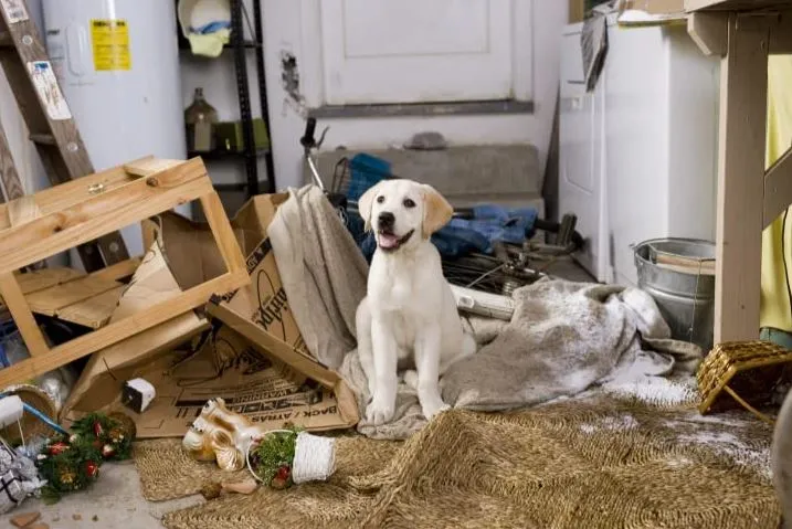 Rekomendasi Film tentang Anjing Tersedih. Siapin Banyak Tisu~ 9 Marley & Me