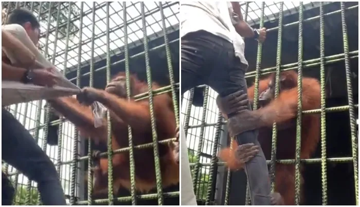 10 Kejadian Konyol di Kebun Binatang, Terbaru Orang Utan Tarik Pengunjung 11