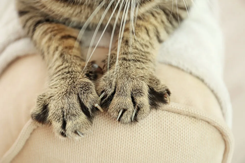 6 Penyakit yang Ditularkan Kucing ke Manusia, Cat Lovers Harus Waspada nih! 11 penyakit kucing yang menular ke manusia