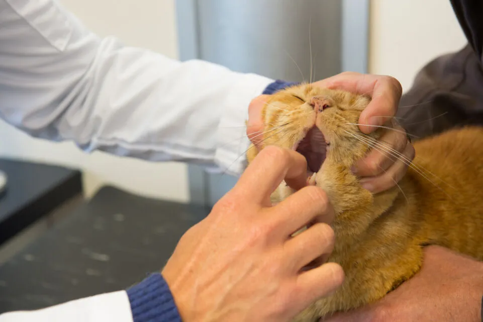 6 Penyakit yang Ditularkan Kucing ke Manusia, Cat Lovers Harus Waspada nih! 12 penyakit kucing yang menular ke manusia
