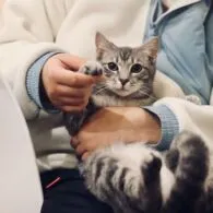 Perhatian untuk Para Calon Adopter Kucing! 5 Hal Ini Perlu Kamu Perhatikan Sebelum Memeliharanya