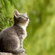 Kucing