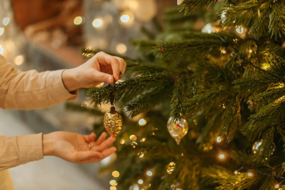 Jadi Simbol Perayaan Hari Raya Kristen, Kenapa Pohon Natal Identik dengan Pohon Cemara? 4 Pohon Natal pohon cemara