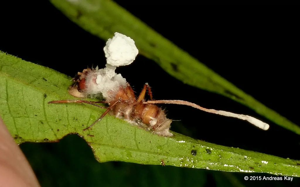 Fakta Menarik Jamur Cordyceps di serial 'The Last of Us'. Ternyata Ada di Dunia Nyata! 5 Cordyceps mengubah semut jadi zombie