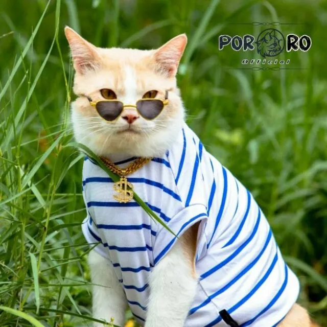 Meski Cuma Bisa Bilang Pororo