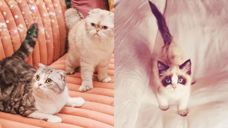 Kucing Taylor Swift Masuk Jajaran Hewan Peliharaan Terkaya di Dunia, Kekayaannya Tembus Rp1,5T 2 Kucing Taylor Swift
