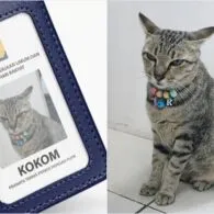 Meski Cuma Bisa Bilang “Meow Meow”, tapi Deretan Kucing ini Sukses Punya Jabatan Mentereng