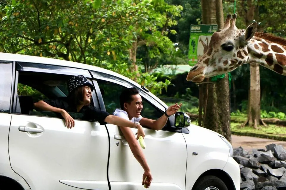 Viral, Singa Tabrak Mobil di Taman Safari Prigen. Reaksi Kocak Pengendara Jadi Sorotan 2 Taman safari Indonesia II Prigen
