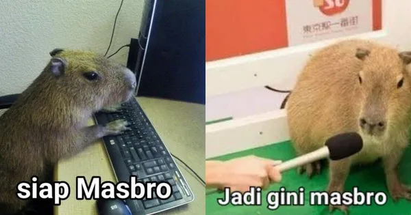 6 Fakta Unik Capybara, Hewan Pengerat Terbesar yang Viral jadi Meme 'Masbro' 9 Capybara-masbro