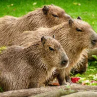 6 Fakta Unik Capybara, Hewan Pengerat Terbesar yang Viral jadi Meme ‘Masbro’