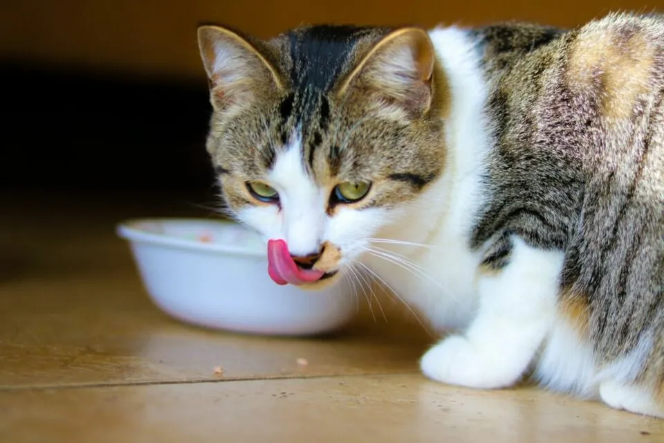5 Tips Memilih Makanan Kucing Sesuai Kebutuhan dan Kandungannya. Jangan Sembarangan! 10 Masalah pencernaan pada kucing
