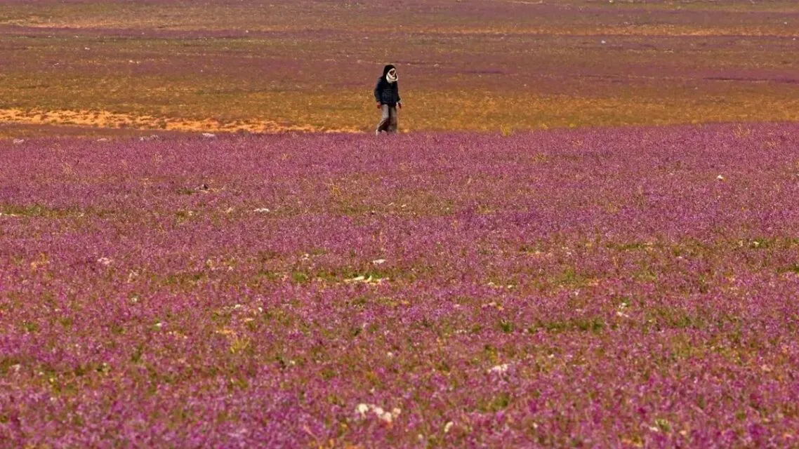 Fenomena Langka, Gurun di Arab Saudi Jadi Hamparan Bunga Lavender 3 Padang lavender di Arab