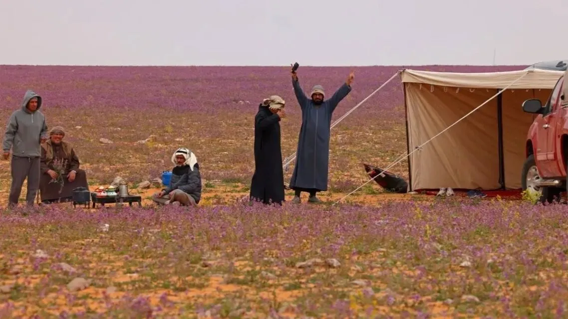 Fenomena Langka, Gurun di Arab Saudi Jadi Hamparan Bunga Lavender 4 Padang Lavender di utara Arab Saudi