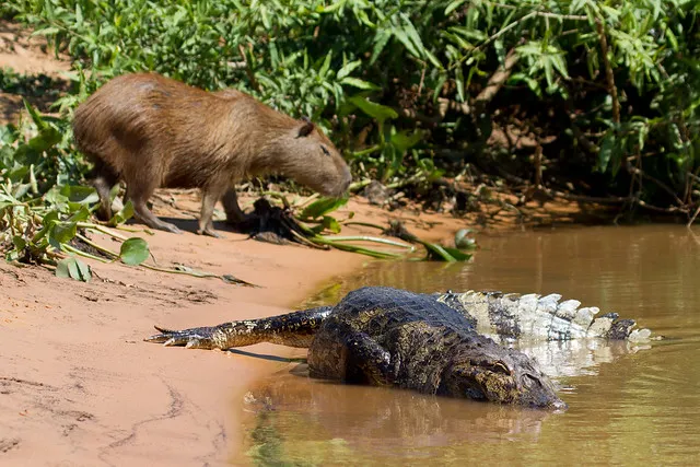 6 Fakta Unik Capybara, Hewan Pengerat Terbesar yang Viral jadi Meme 'Masbro' 7 capybara dengan buaya