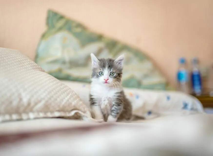 5 Tips Memilih Makanan Kucing Sesuai Kebutuhan dan Kandungannya. Jangan Sembarangan! 7 Anak kucing