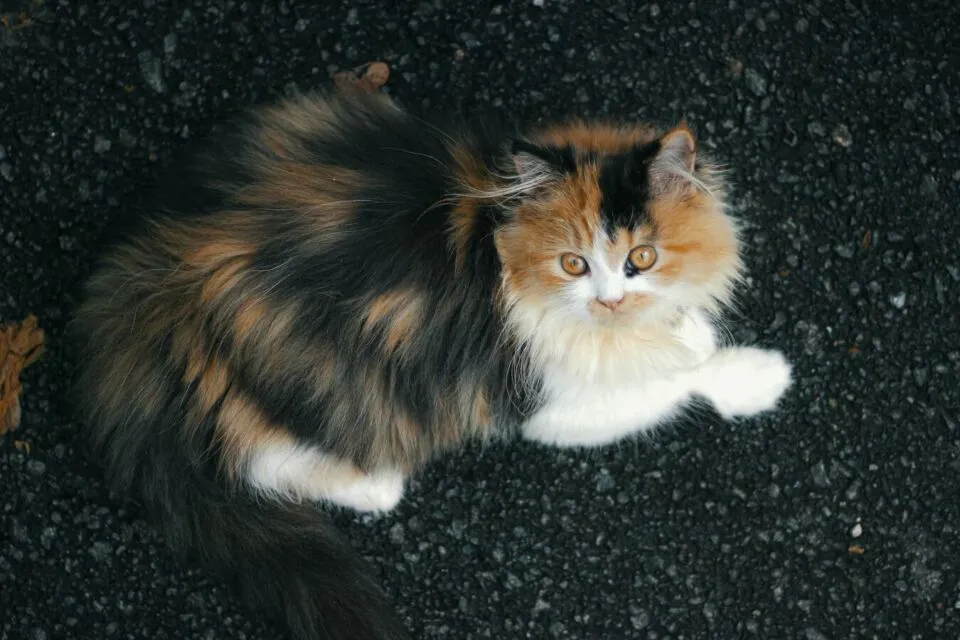 5 Tips Memilih Makanan Kucing Sesuai Kebutuhan dan Kandungannya. Jangan Sembarangan! 6 Kucing berbulu lebat