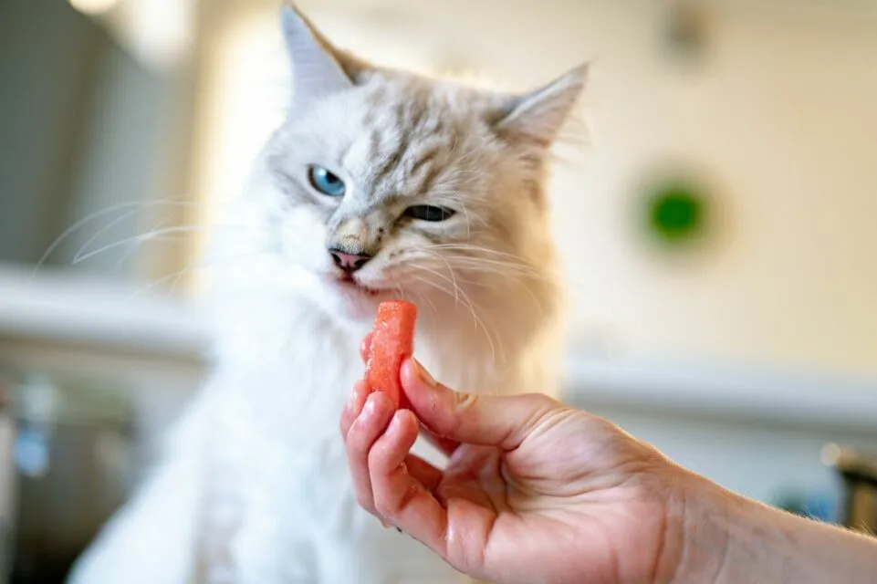 5 Tips Memilih Makanan Kucing Sesuai Kebutuhan dan Kandungannya. Jangan Sembarangan! 8 Memberi makan kucing
