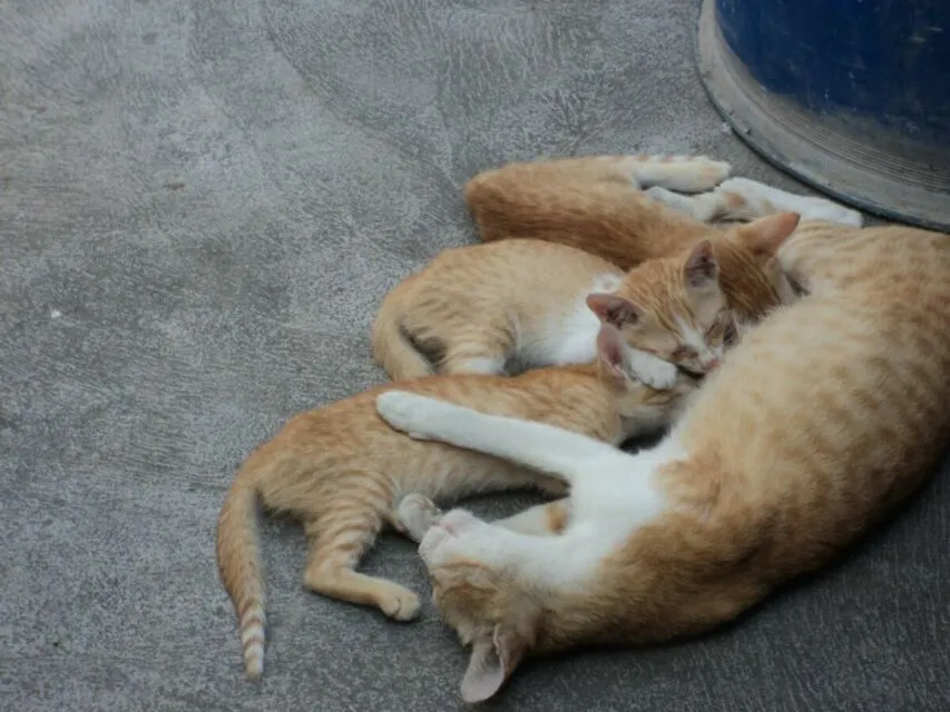 5 Tips Memilih Makanan Kucing Sesuai Kebutuhan dan Kandungannya. Jangan Sembarangan! 9 kucing menyusui