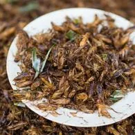 Jangkrik: Fakta Menarik sebagai Makanan Populer dan Bernutrisi Tinggi