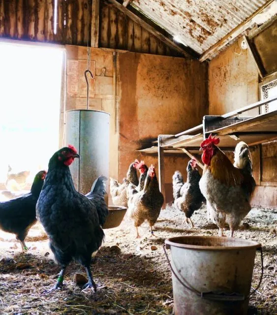 Turis Asing di Bali Protes dengan Suara Ayam Berkokok, Sampai Bikin Petisi Loh! 4